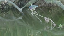 A Green Heron Fishing On A Lake.