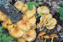 Omphalotus Olearius Or Orange Jack O Lantern Mushroom Gills, Poisonous Mushroom