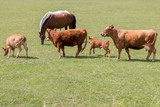 Fototapeta Sawanna - brown cows or cattle with calves and horses on pasture or meadow or paddock