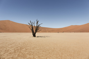 Wall Mural - Namibia namib desert deadvlei. desert with dead tree