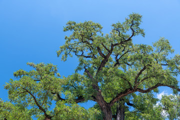 Canvas Print - Tree textures against blue sky