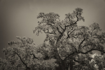 Canvas Print - Tree textures against blue sky