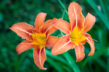 Two Hemerocallis Fulva Flowers In The Garden, The Orange Day-lily
