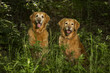 Duo of Smiling Goldens