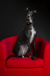 Galgo in Chair