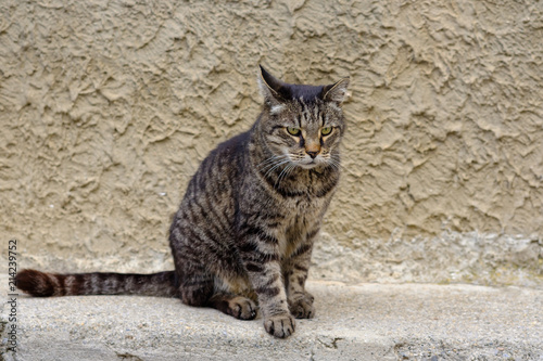 Chat Gris Tigré Assis Dans La Rue Buy This Stock Photo