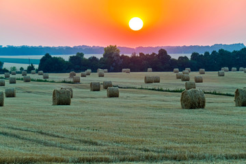 Wall Mural - A chic landscape of field with harvested hay. Yellow stubble growing on the ground mown grass abutting in a tree planting.