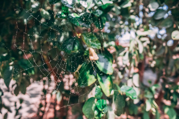 Spider Web
