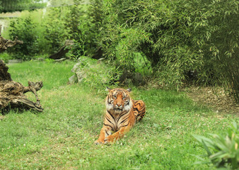 Wall Mural - Beautiful tiger lying on grass in zoological garden