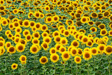 The Field Of Flowering Yellow Suns Turned Heads To The Lens