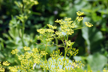 Bright Yellow Wildflowers