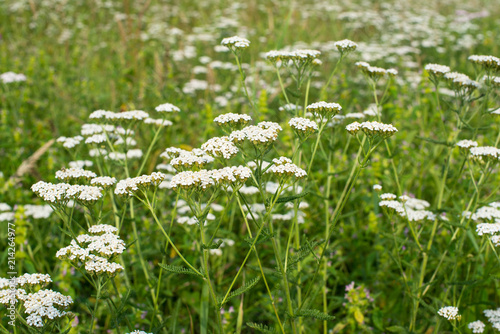 White yarrow flowers