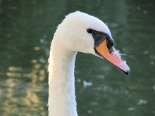 Swan Bird Water White Lake