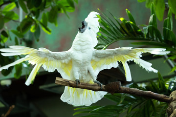 Exited white ockatoo exitedly flapping his wings and swinging his head as if putting on an opera singing performance in the greenery of a tropical forest. Dubai, UAE.