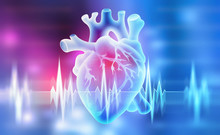 Human Heart. 3D Illustration On A Medical Background