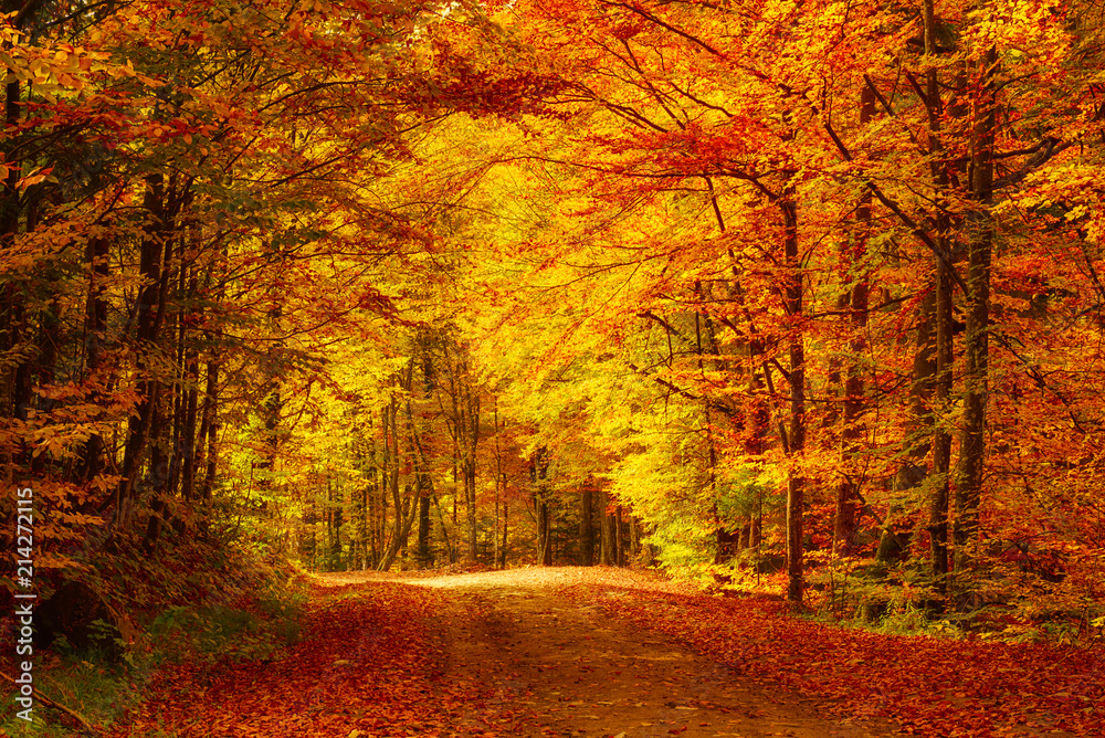 Beautiful sunny autumn landscape with fallen dry red leaves, road through the forest and yellow trees - obrazy, fototapety, plakaty 
