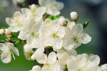 Blossoming of the apricot tree in spring time with white beautiful flowers. Macro image with copy space. Natural seasonal background.