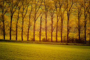  Beautiful golden trees in sun rays with meadow, natural seasonal background