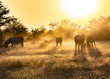 Zebras Morning Sunlight