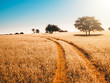 Kalahari sunlight path