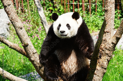 Plakat Gigantyczna panda umieszczająca w drzewie