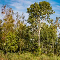 Sticker - Deciduous trees on the shore in front of a blue sky