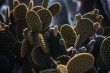 Fanny Cactus Close-up