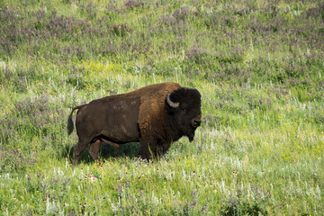 Bison 