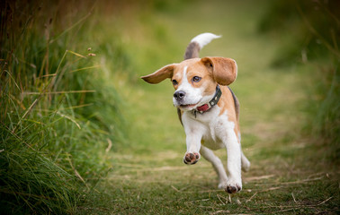 Wall Mural - The Beagle