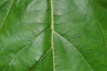 green natural texture of a large leaf