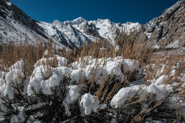 Wall Mural - Snow and Sagebrush