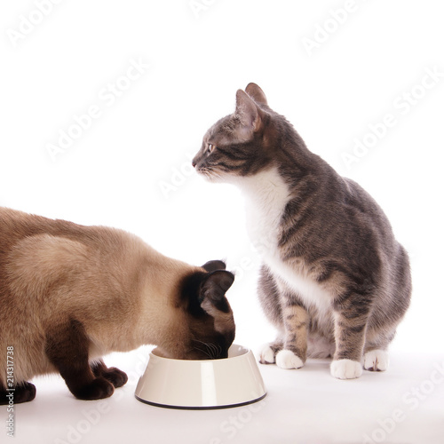 Plakat koty z miską karmienia