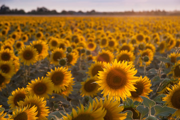 Wall Mural - Agricultural background with sunflowers