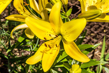 Wall Mural -  beautiful blossoming yellow lily flower