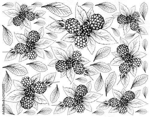 Fotografija Hand Drawn of Dewberries on White Background