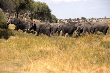 African elephant, Loxodonta a.africana, in Boteti river, Makgadikgadi National Park, Botswana