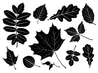 Aufkleber - Set of decorative autumn leaf silhouette. Vector maple, rowan, oak, birch leaves