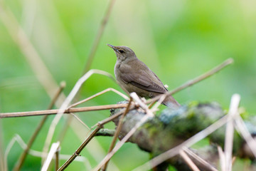 River Warbler (Locustella fluviatilis)