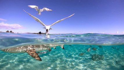 Over under sea surface sharks,tropical fish and bird ,Pacific ocean, French Polynesia