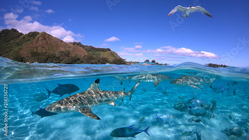 Fotografía Over under sea surface sharks,tropical fish and bird ,Pacific ocean, French Poly