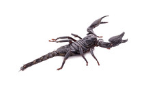 Emperor Scorpion, Pandinus Imperator, 1 Year Old, In Front Of White Background