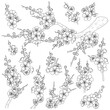 Spring Blossoming Branches Sketch