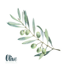watercolor olive branch. sketch of olive branch on white background