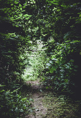 Wall Mural - Path in the summer mysterious gloomy forest