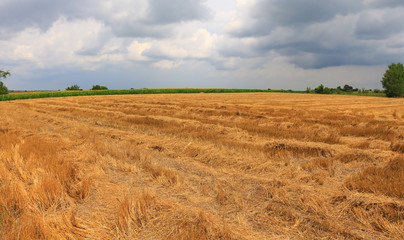 Sticker - wheat field after harvest