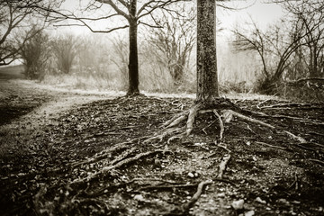  Roots