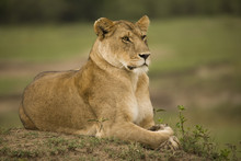 A Portrait Of A Lioness Relaxing On Grass In A Park In Africa