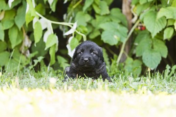 Sarplaninac dog puppie sitting in garden. Puppy of collie breed isolated