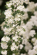 © DIVGRADCURL - meadowsweet flowering plant backdrop
