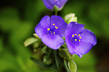 Two Twin Blue Purple Tradescantia Spiderwort  Flowers In Bloom